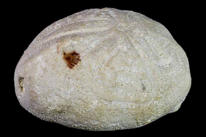 Fossil Sea Urchin (Eupatagus) - Florida #156407